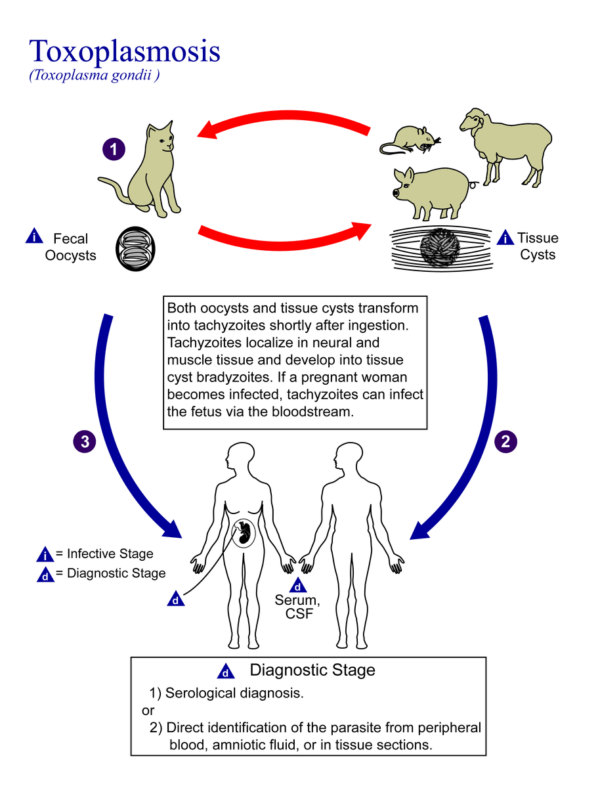 Toxoplasmosis Illustration
