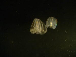 Comb Jellies Have An Anus That Only Exists When It's Needed