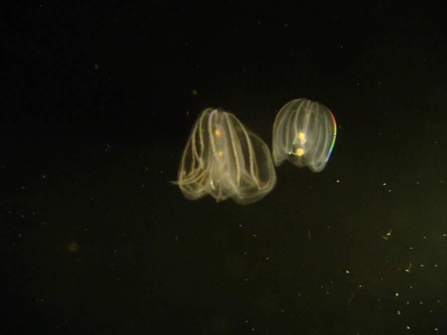 Warty Comb Jellies