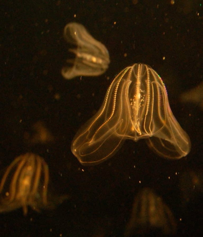 Comb Jellies Have An Anus That Only Exists When It's Needed