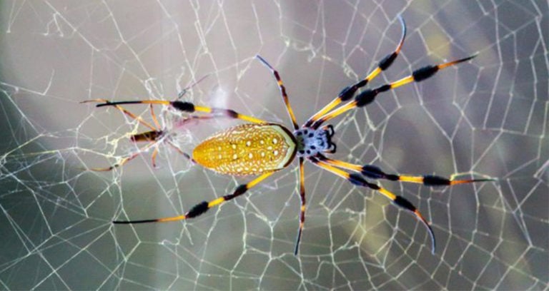 BANANA SPIDER CLOSEUP Featured