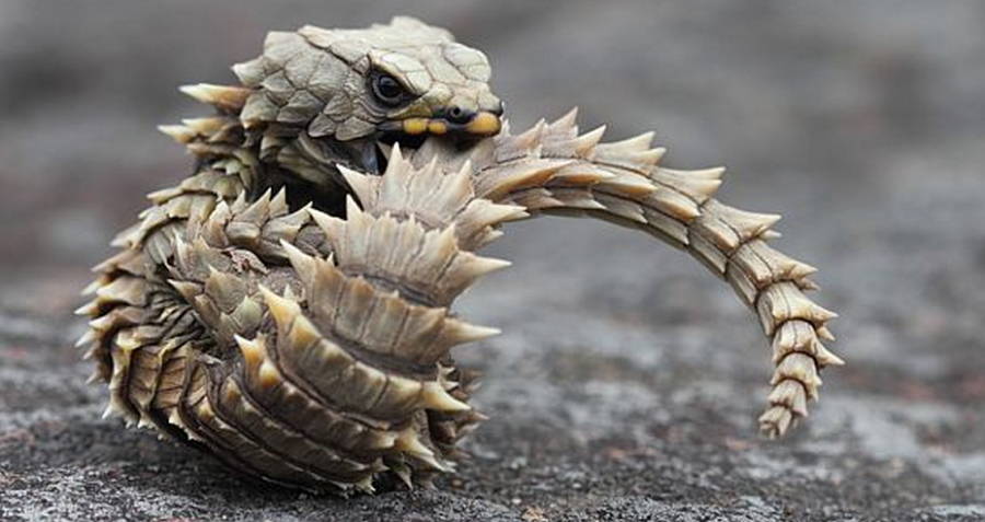 how to get an armadillo lizard