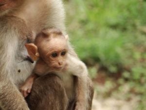 Chinese Scientists Successfully Put Human Genes Into Monkey Brains