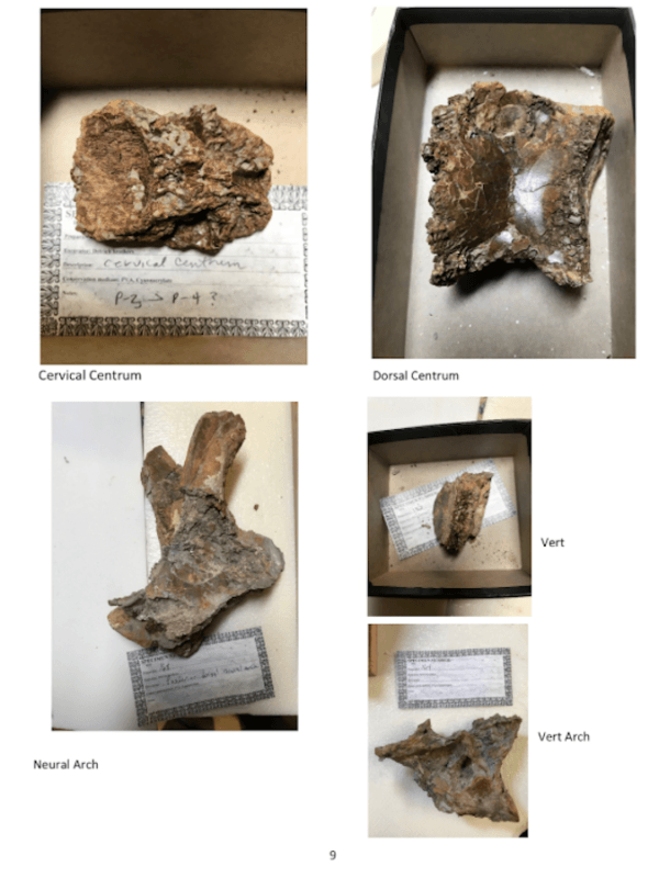 Baby Trex Fossils