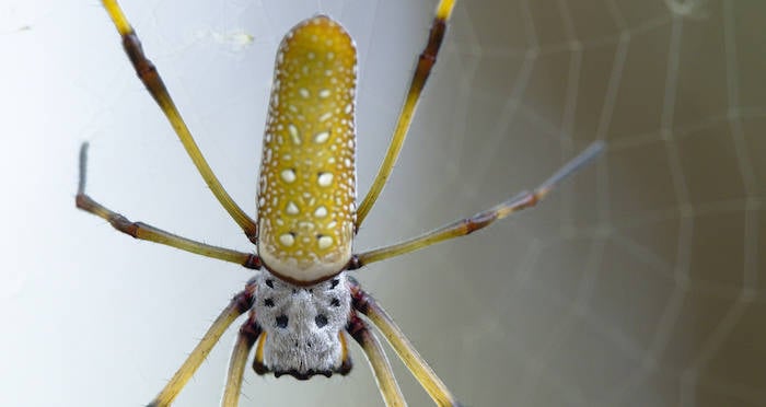 Facts About Banana or Golden Orb Spiders - Owlcation