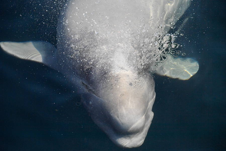 Beluga Whale Swim