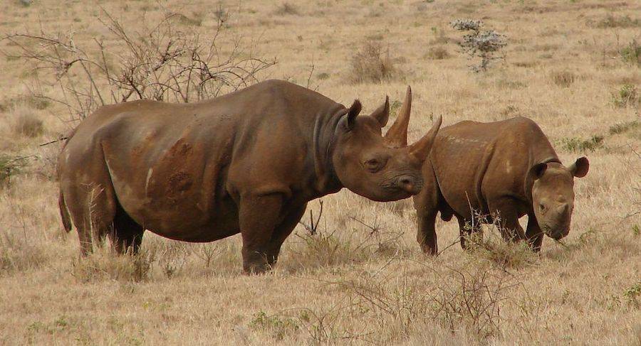 Black Rhinos In Kenya