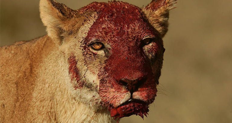 Bloodied Female Lion Face Featured