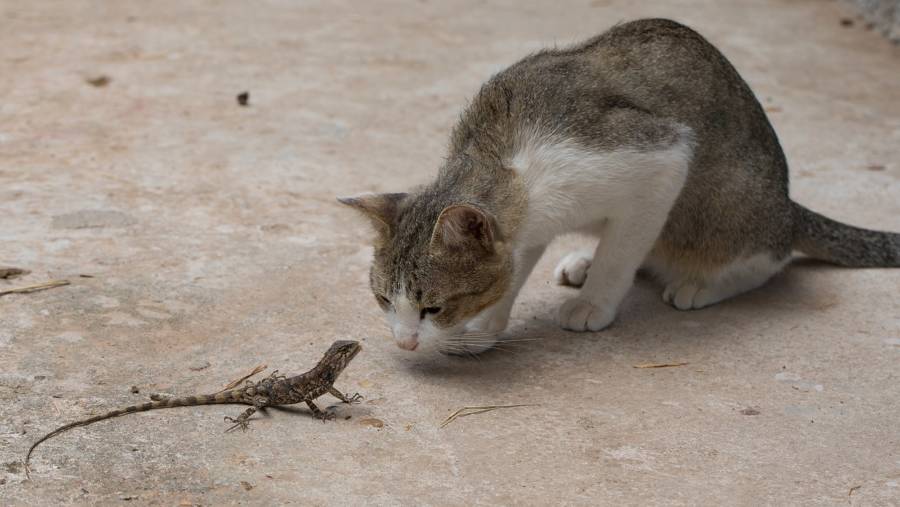 Cat Staring At Lizard