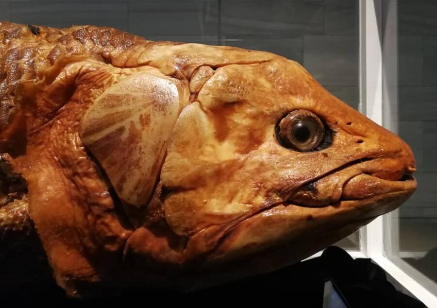 Prehistoric Fish In Kuwait