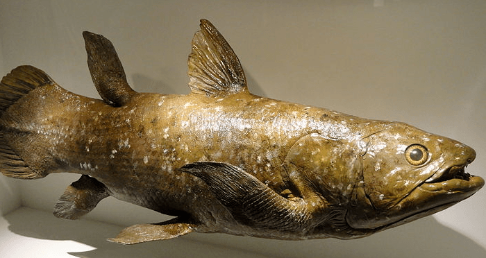 Coelacanth Model