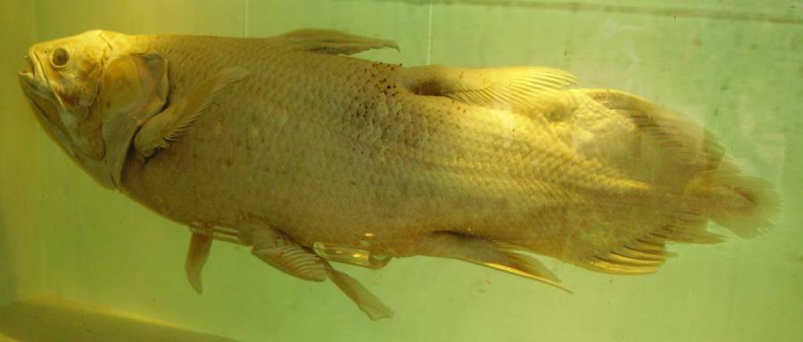 Coelacanth Preserved