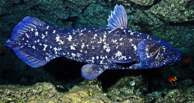 Coelacanth Side View Blue Featured
