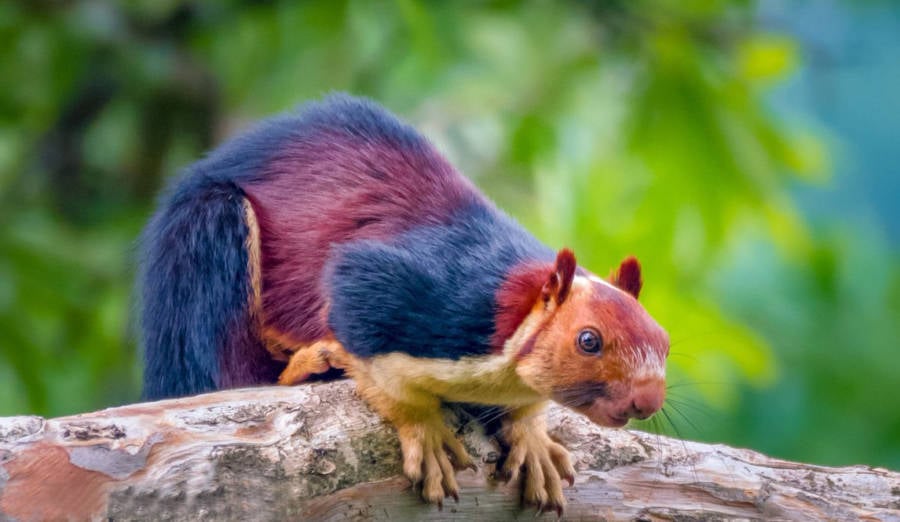 indian squirrel baby