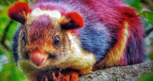 Colorful Closeup Indian Giant Squirrel Featured