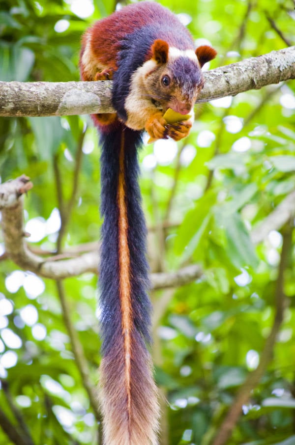 Colorful Squirrel Tail