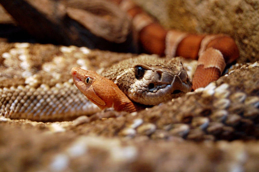 Rattlesnake