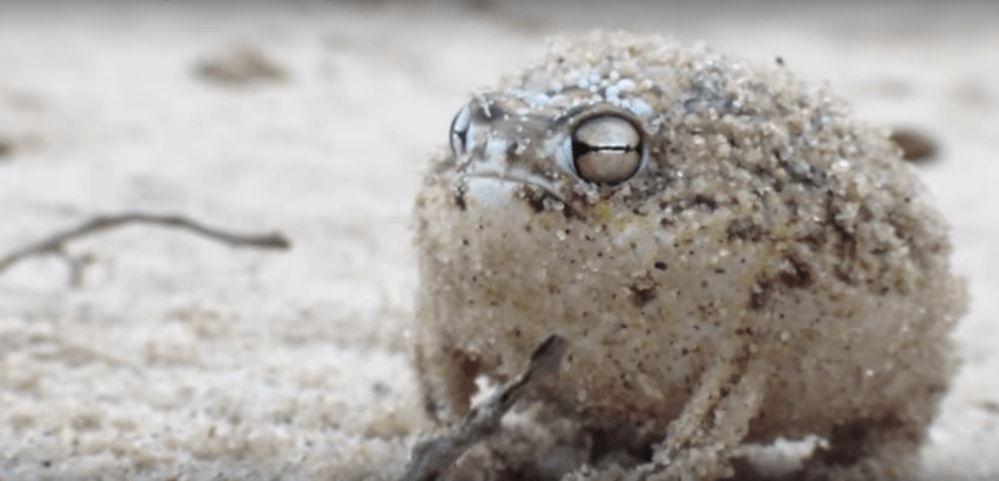 Desert Rain Frog Pouting In Sand