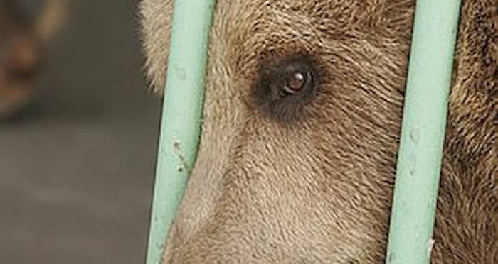 Meet Ekaterina: The Brown Bear Serving A Life Sentence In A Kazakh Jail