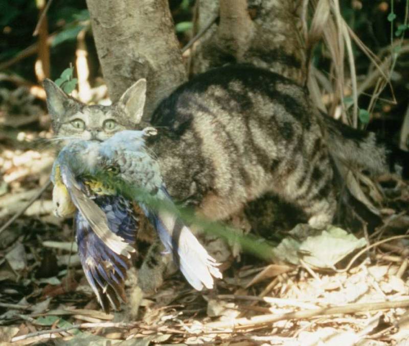 Feral Cat Eating Bird