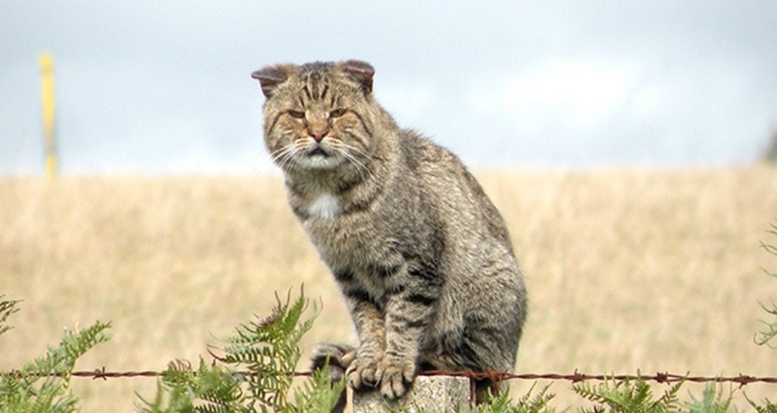 Australia Is Airdropping Poison Sausages To Kill 2 Million Feral Cats