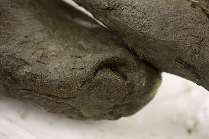 Foal Nose