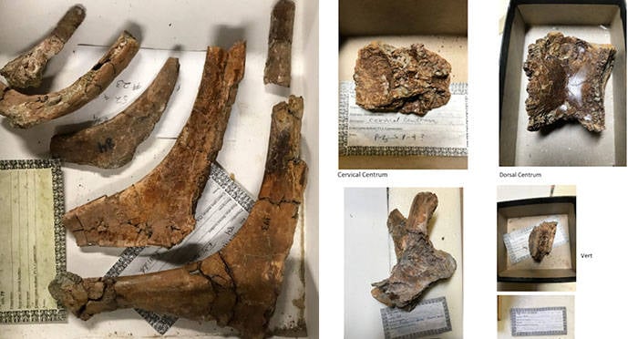 Scientists Are Outraged By Rare Baby T-Rex Bones Being Sold On Ebay