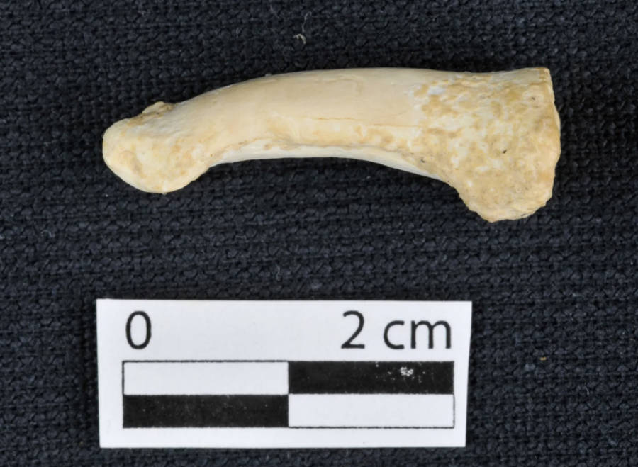Homo Luzonensis Callao Man Bone