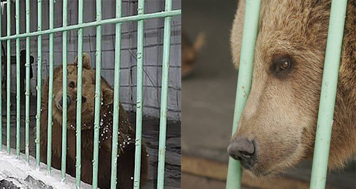 Meet Ekaterina: The Brown Bear Serving A Life Sentence In A Kazakh Jail