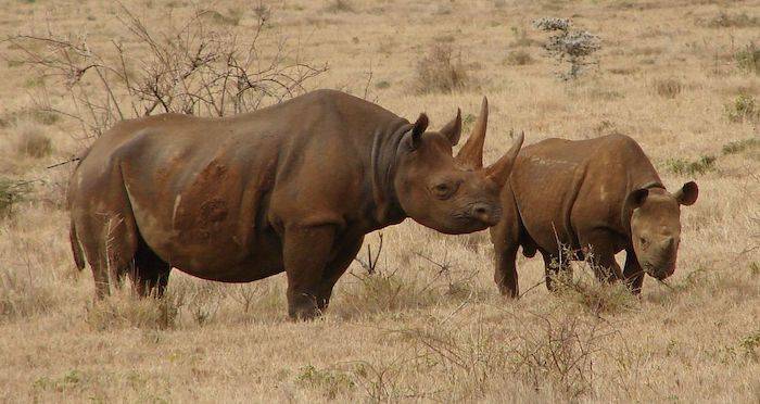 False Reports Claim Kenya Considered The Death Penalty For Poachers