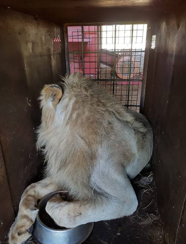 Lion In Steel Transport Cage
