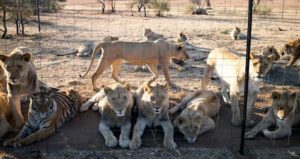 Lions Held Captive