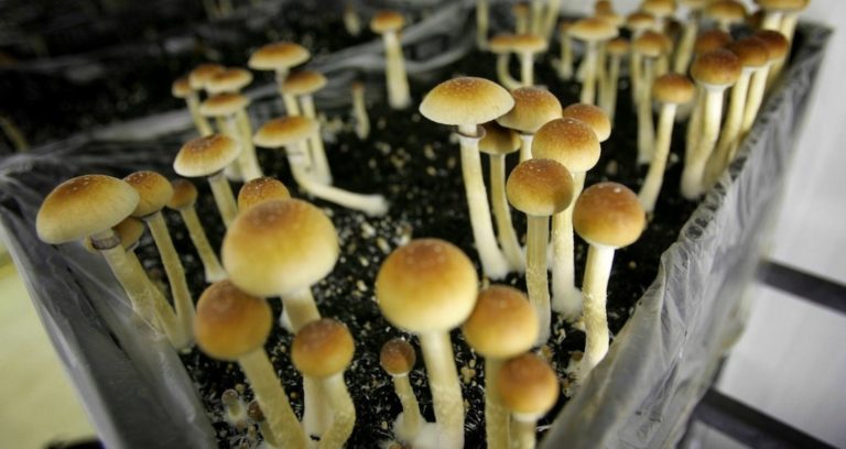 Magic Mushrooms Featured