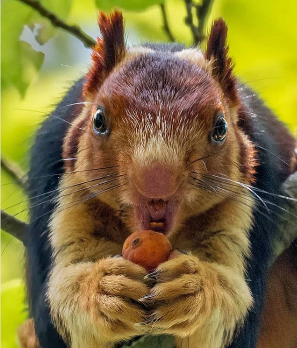Malabar Squirrel Mouth Open