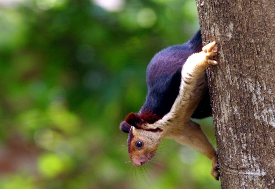 Malabar Squirrel Peeking