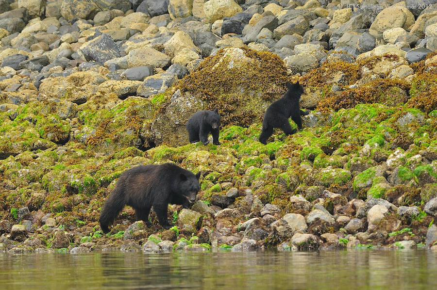 Mother Bear Cubs