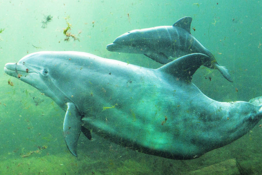 Mother Dolphin And Calf