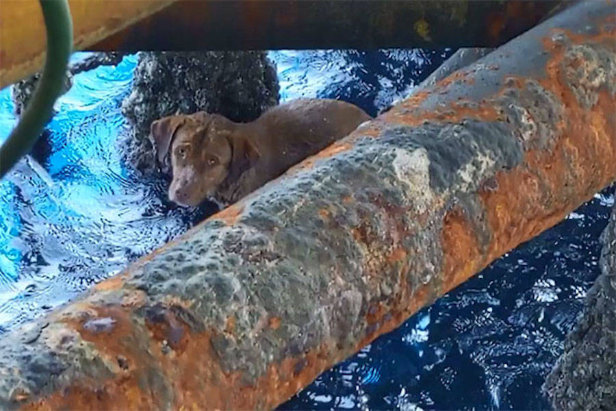 Oil Rig Dog Mid Rescue