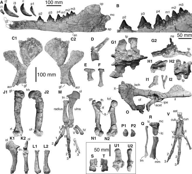 Peregocetus Pacificus Mandible Postcranial Bones