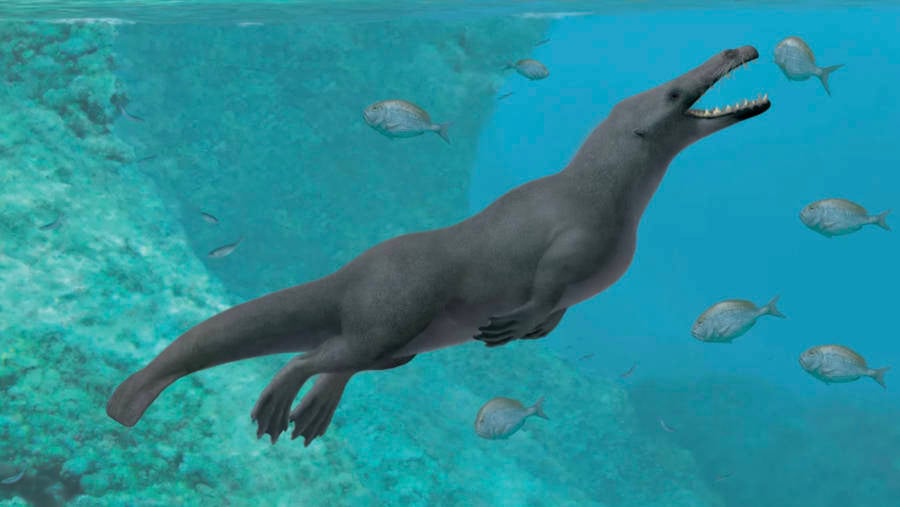 Peregocetus Pacificus Swimming