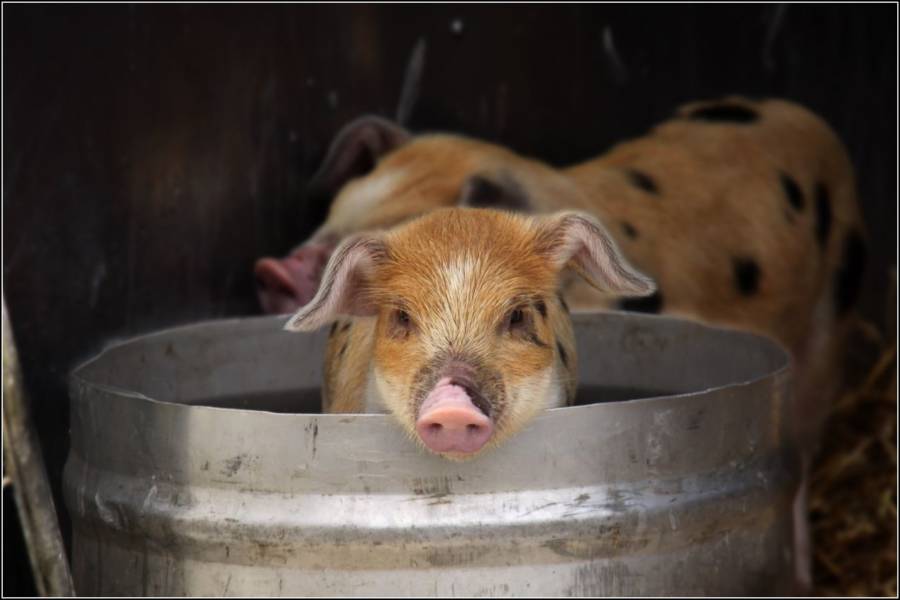 Pig In Bucket