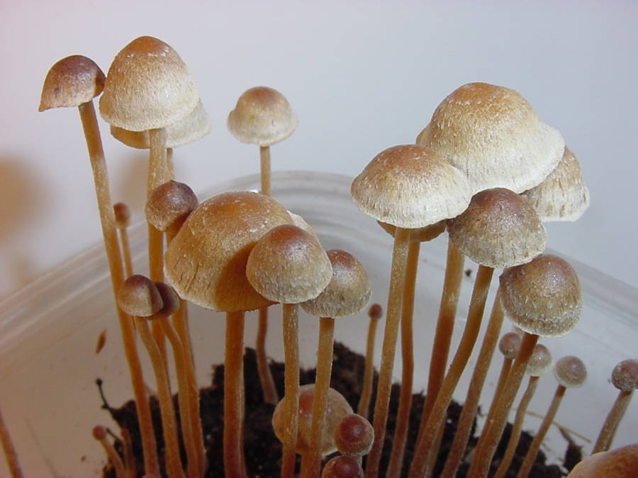 Psilocybe Tampanensis Mushrooms