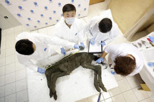 Scientists Extract Liquid Blood From 42,000-year-old Siberian Foal