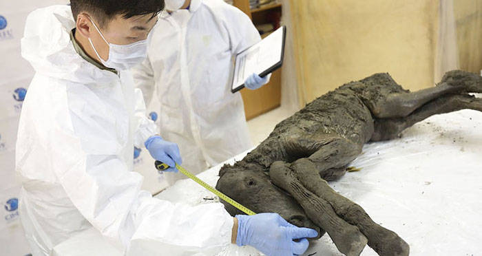 Scientists Extract Liquid Blood From 42,000-Year-Old Siberian Foal