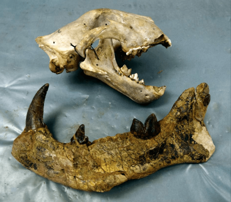 Simbakubwa Fossils