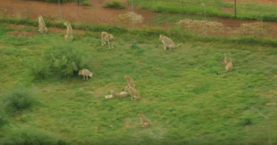 South Africa Lion Farm
