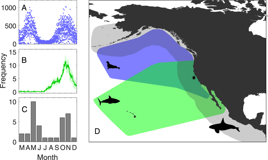 Orcas de tubarões de sobreposição temporal espacial