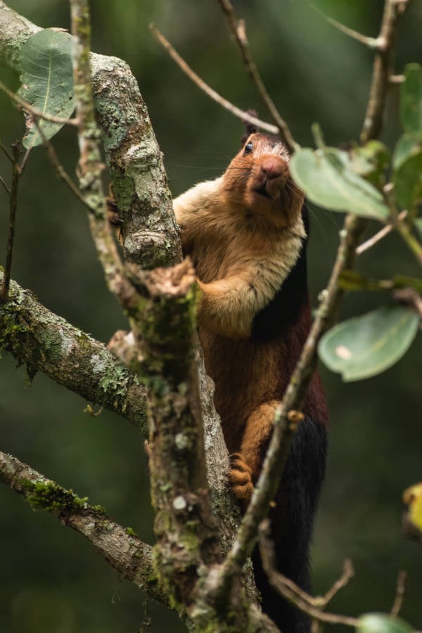 Squirrel In Tree