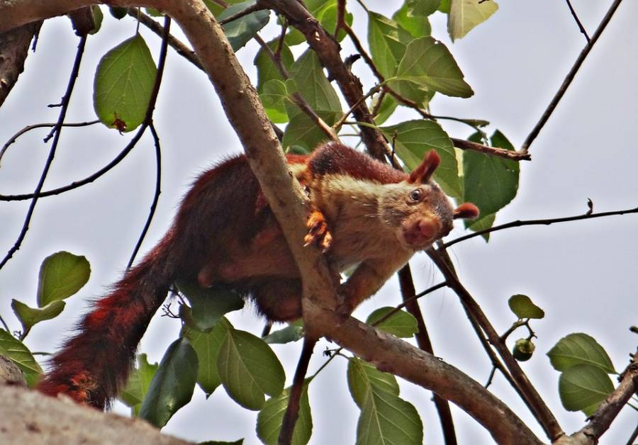 Meet The Indian Giant Squirrel, The Exotic Rainbow Rodent