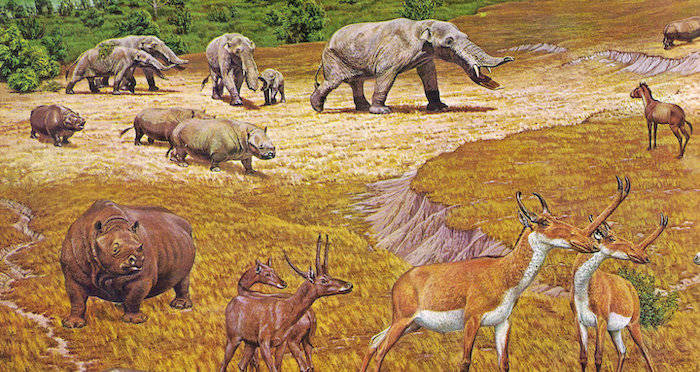 Texas Serengeti Illustration